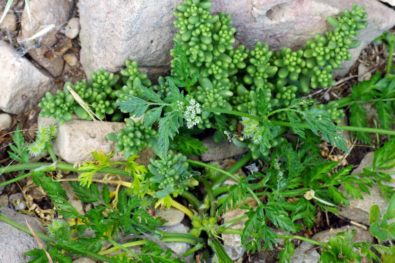 Anthriscus caucalis - no, Torilis nodosa